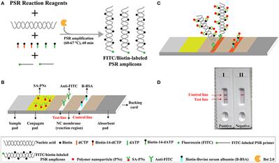 Simultaneous Nucleic Acids Detection and Elimination of Carryover Contamination With Nanoparticles-Based Biosensor- and Antarctic Thermal Sensitive Uracil-DNA-Glycosylase-Supplemented Polymerase Spiral Reaction